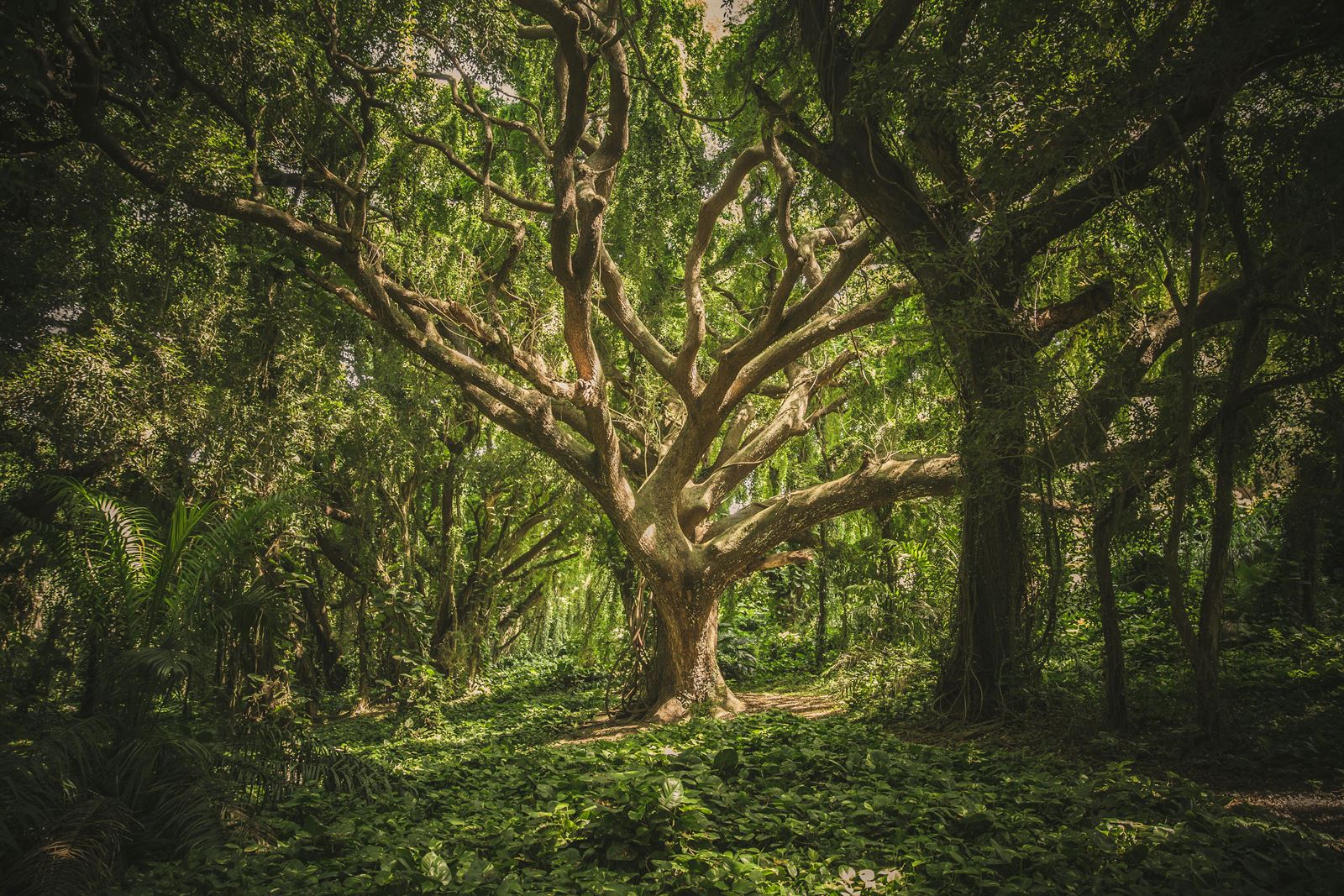 Ein großer, weit verzweigter Baum als Sinnbild für organisches Wachstum